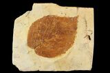 Detailed Fossil Leaf (Davidia) - Montana #93666-1